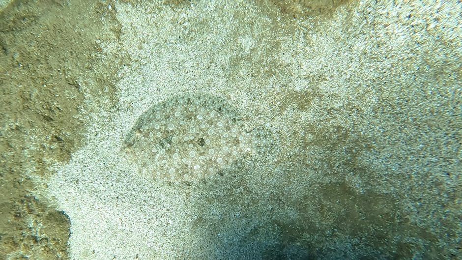 A close-up underwater photograph featuring a sand-dwelling sea cucumber with a rounded, slightly elongated body covered in small, white, bead-like tubercles. The sea cucumber is partially nestled with