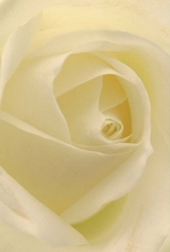 Nestled within the heart of South Harrow, this intimate portrait of a classic rose invites you to appreciate the artistry found in nature and the warmth of local craftsmanship. The ivory petals gently spiral toward the core, each layer softly illuminated by diffused daylight reminiscent of the quiet calm that lingers along Alexandra Avenue just after sunrise. The texture is velvety, almost translucently sheer in places, evoking a gentle caress beneath your fingertips. Cream and delicate lemon undertones blend seamlessly, forming a harmonious palette that soothes and uplifts. There's an air of poised tranquility here, like the anticipation before a family gathering or the reflection that precedes thoughtful words in a handwritten card. This rose's exquisite detail-every subtle shadow, each graceful curve-captures a moment of timeless grace reflective of the care taken by South Harrow's skilled florists. You can almost breathe in the uplifting fragrance, soft and reassuring, making it the ideal choice for commemorating anniversaries, marking personal milestones, or conveying heartfelt sympathy to a loved one throughout the borough, from South Hill Avenue to Harrow-on-the-Hill.